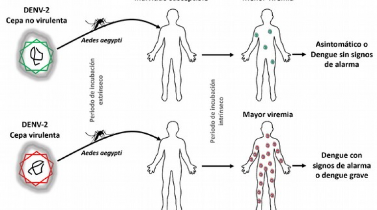 Severidad del dengue: aproximación a su estudio desde el análisis genético de los virus